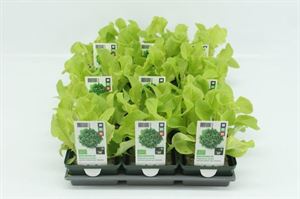 Bild von Sla. Eikenbladsla Groen